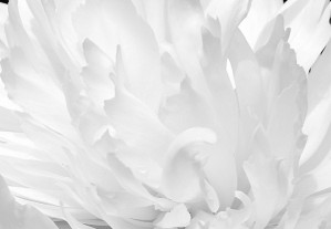 Peony Petals Black and White